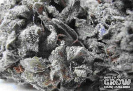 B.C. Bud – God Bud Feminized Seeds