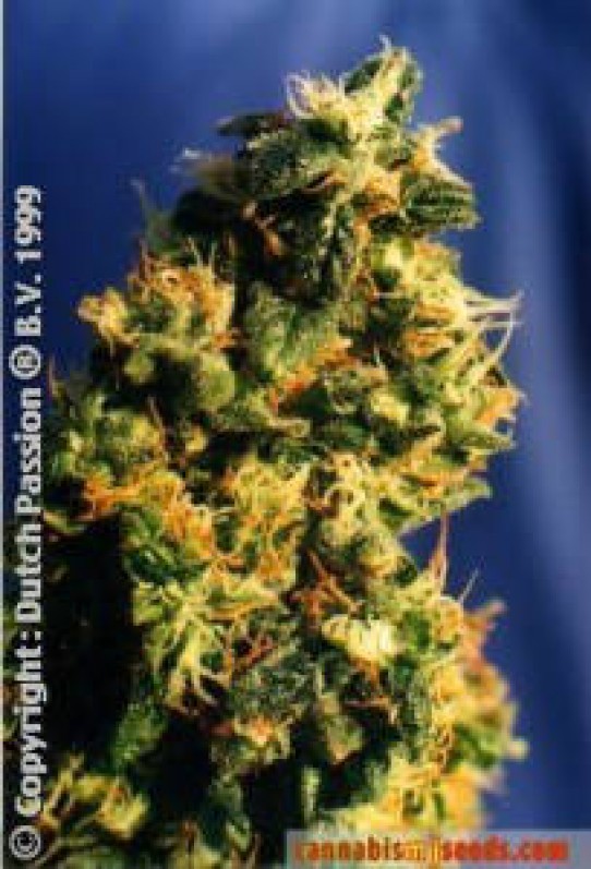 Green Spirit Marijuana Seeds