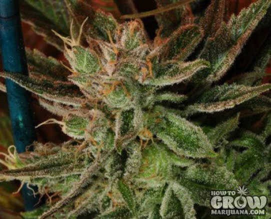 Nirvana Seeds – Hawaii x Maui Waui Feminized Seeds