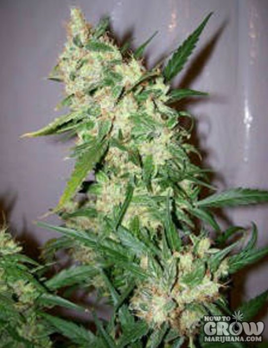 Nirvana – Haze 19 x Skunk Marijuana Seeds