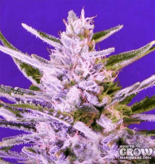 Bomb – Ice Bomb Seeds