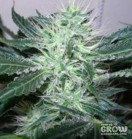 Nirvana – Ice Feminized Marijuana Seeds