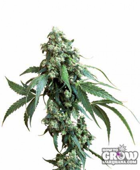 Sensi – Jack Flash Seeds