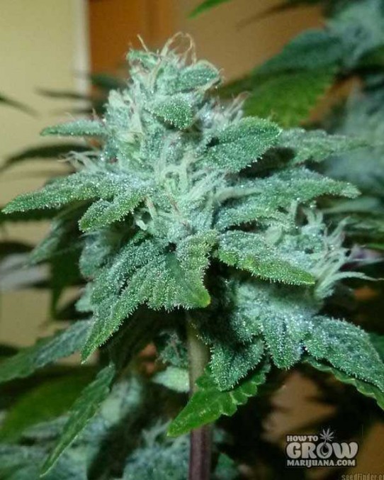 Cali Connection – Jedi Kush Seeds