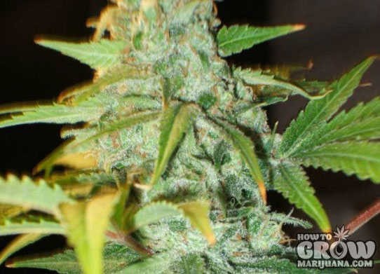 Nirvana – KC33 x Master Kush AutoFlowering Feminized Seeds