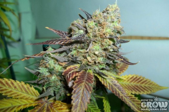 Paradise – Lucid Bolt Feminized Marijuana Seeds