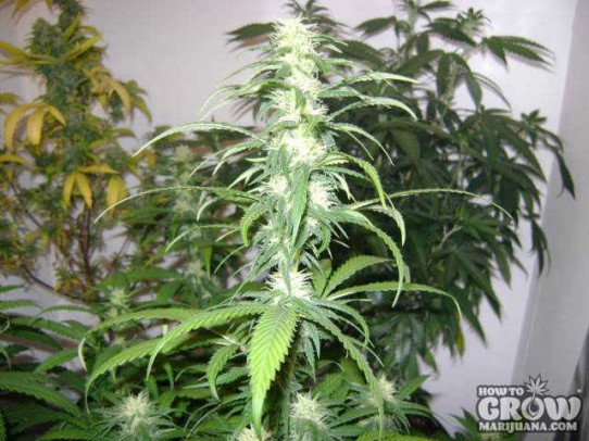 Sensi – Marley’s Collie Marijuana Seeds