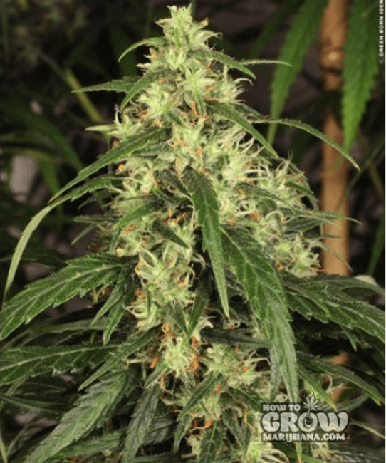 Dutch Passion – Mekong High® Feminized Seeds