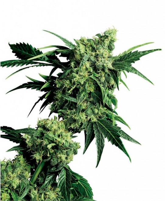 Sensi – Mr. Nice G13 X Hash Plant Seeds