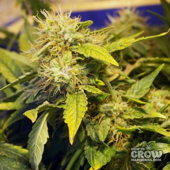 Nirvana – Eldorado Feminized Seeds