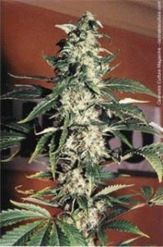 Nirvana Ice Feminized Marijuana Seeds