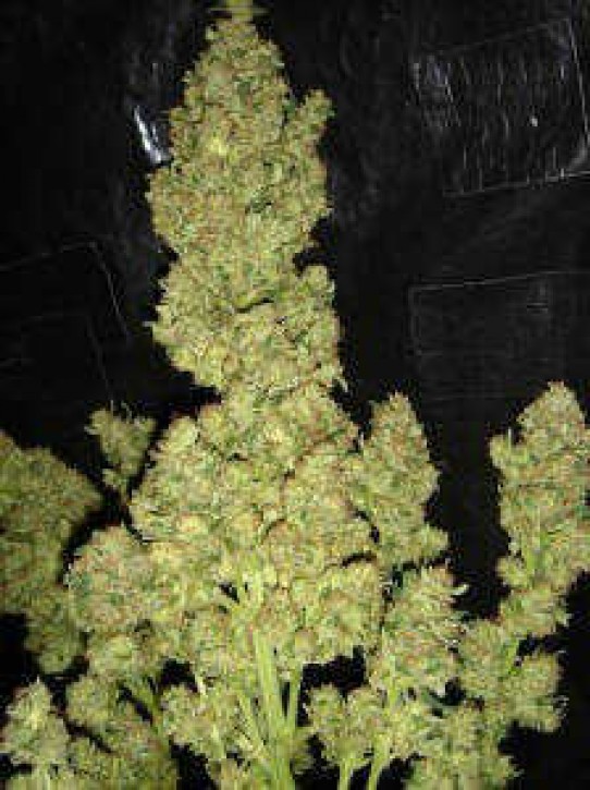 NL5 x Haze Mist Weed Seeds