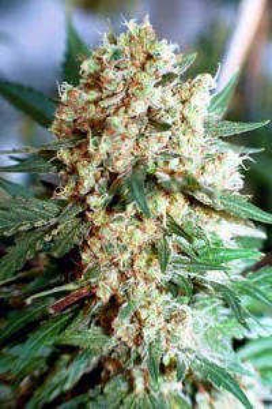 Northern Lights #1 Weed Seeds