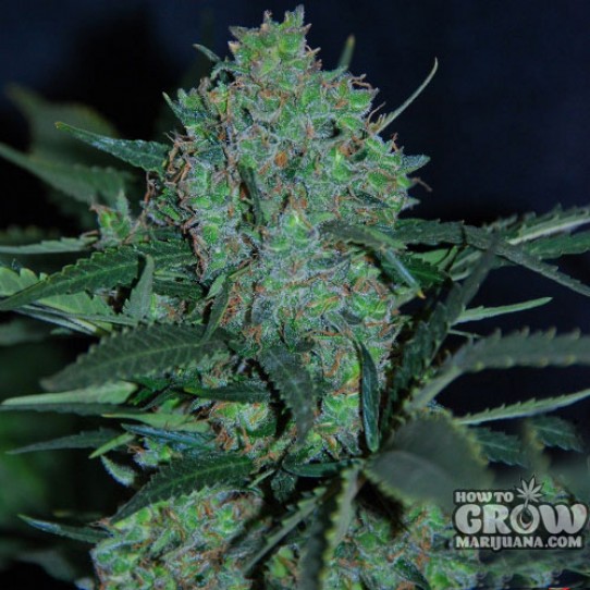 Original Sensible – Auto Black JH Autoflowering Feminized Seeds