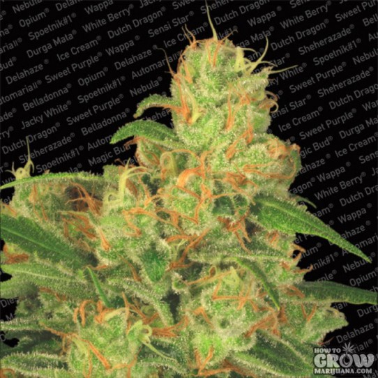 Paradise – Auto Acid Autoflowering Feminized Seeds