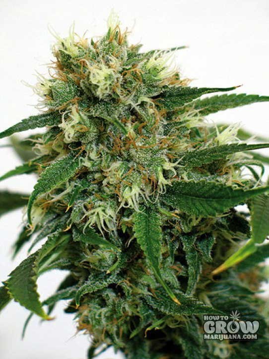 Barney –  Phatt Fruity Cannabis Seeds
