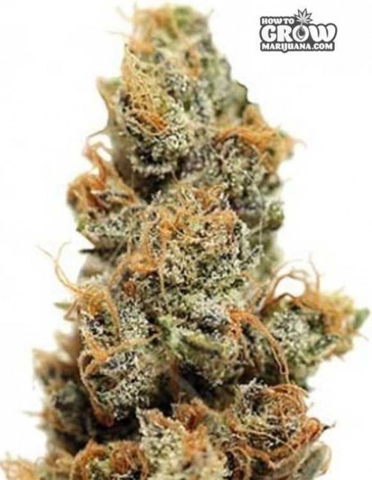 Barneys Pineapple Chunk Feminized