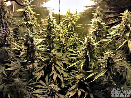 Dutch Passion – Power Plant Seeds