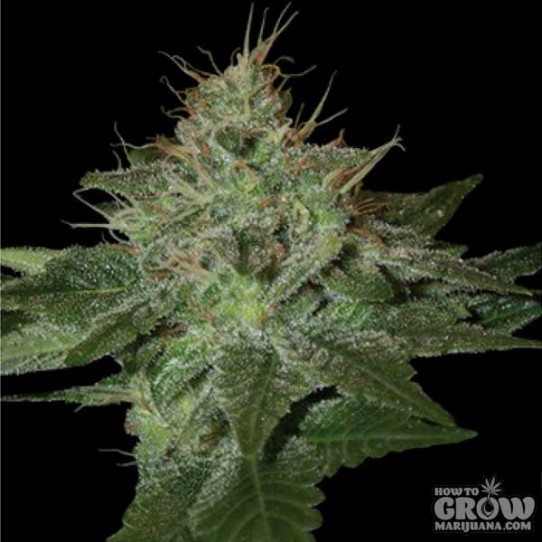 Afghan Feminized Cannabis Seeds