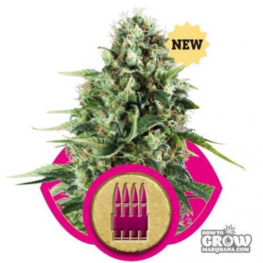 Royal Queen – Royal AK Seeds