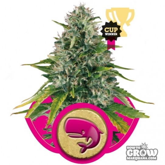 Royal Queen – Royal Moby Seeds