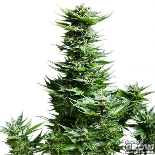 Royal Queen – Shining Silver Haze Feminized Seeds