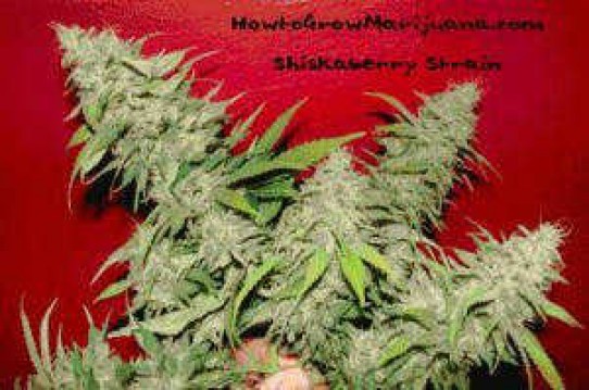 Shiskaberry Weed Seeds