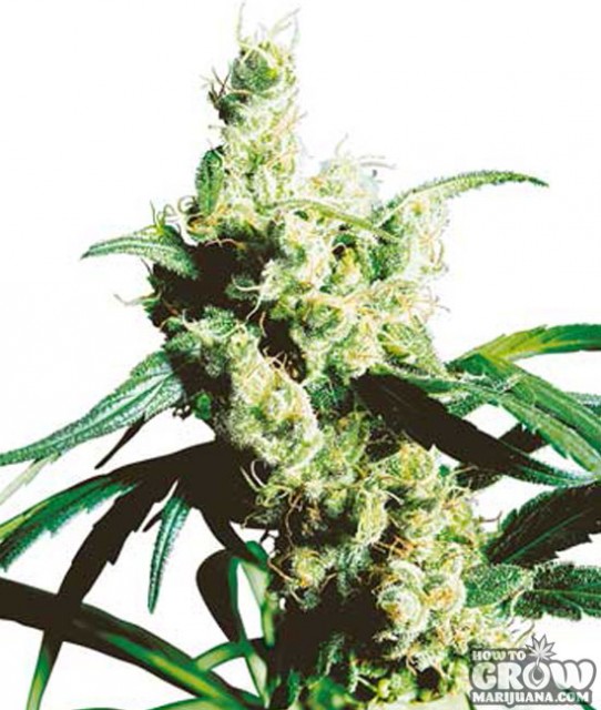 Silver Haze Feminized Marijuana Seeds