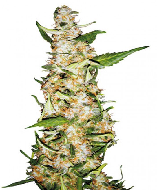 Skunk #1 Automatic Weed Seeds