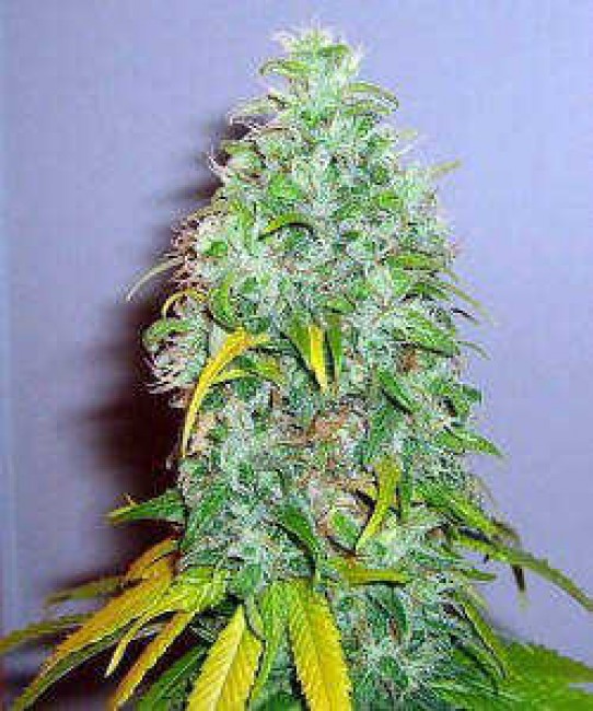 Skunk #1 Weed Seeds