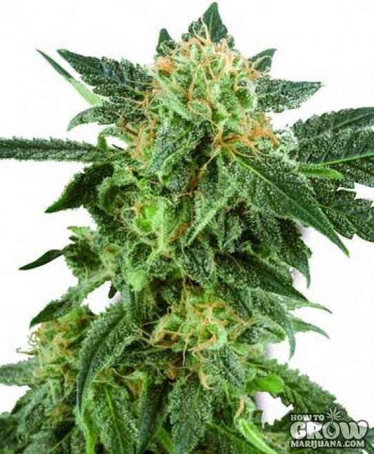 Sensi – Snow Ryder Feminized Cannabis Seeds