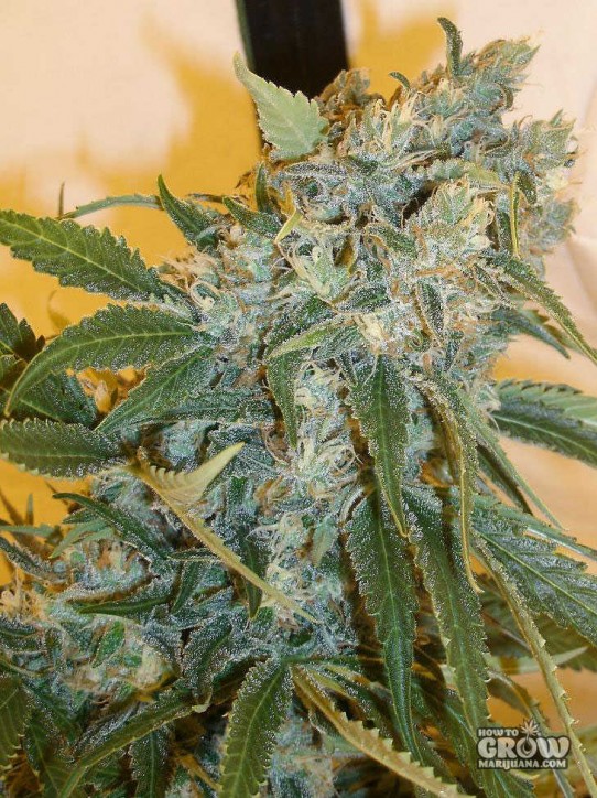 Dutch Passion – Strawberry Cough Feminized Seeds