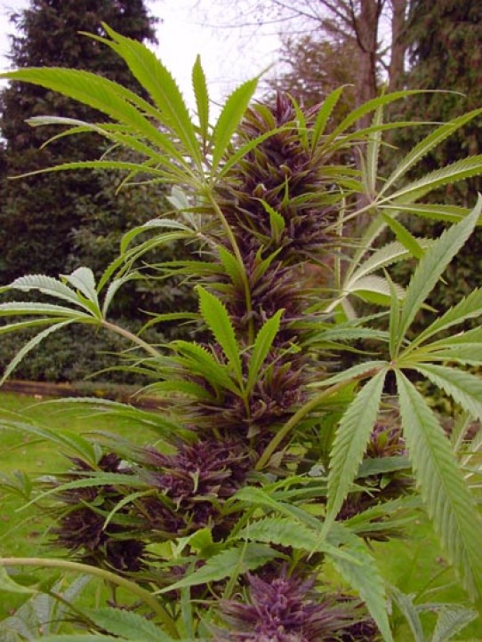 Sweet Purple Weed Seeds