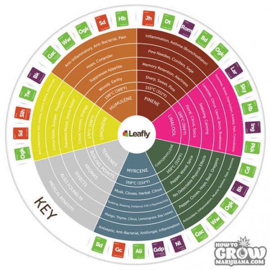 Fruity Cannabis Strains – Blueberry, Tangerine, Mango, Lemon & Juicy