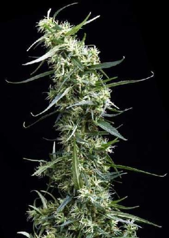 Green House – Thai Feminized Seeds