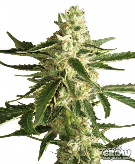 Sensi White Label – White Diesel Haze Automatic Seeds