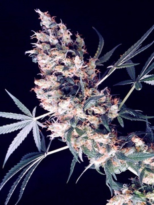 White Label White Haze Seeds