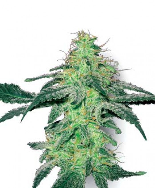 White Label White Skunk Seeds