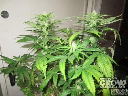 Green House – White Strawberry Skunk Seeds