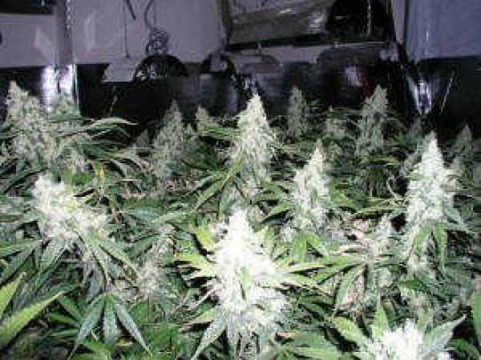 White Feminized Marijuana Seeds