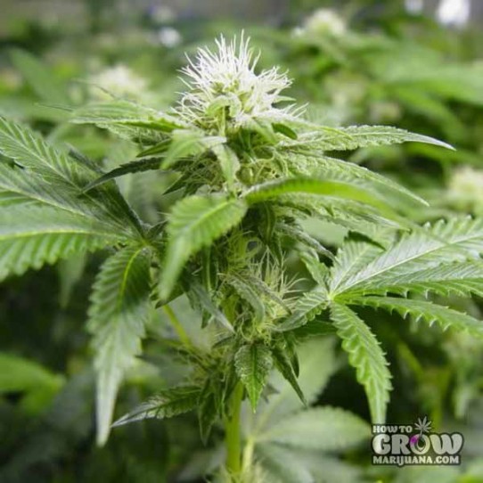 White Widow Marijuana Seeds