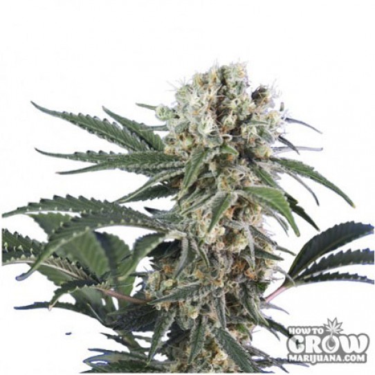 Sensi Smile – Black Domina Feminized Seeds