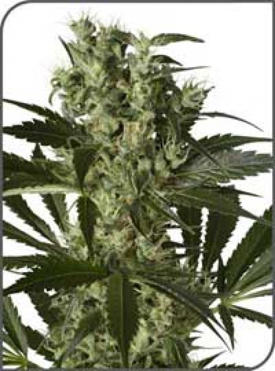 White Label X Haze Feminized Seeds